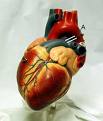 Human heart