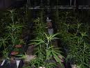 weed plants